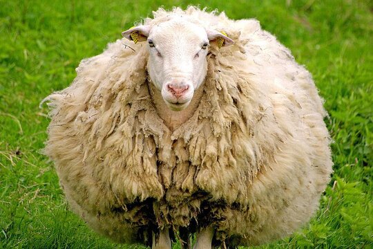 Un mouton Kadolog un mouton