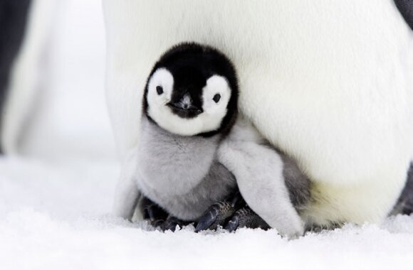 Our Son into the World Kadolog